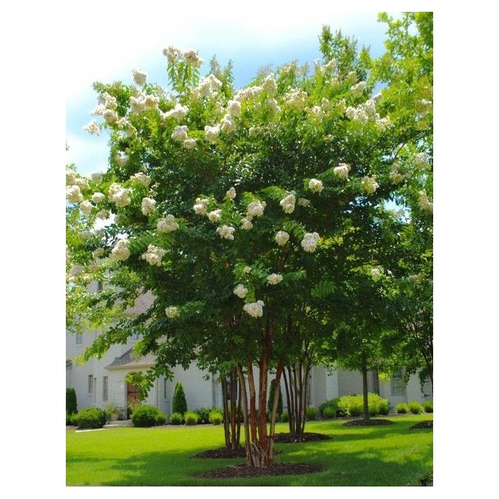 Lagerstroemia Sarah's favorite białe kwiaty Duża kwitnie 120 dni w roku! HIT