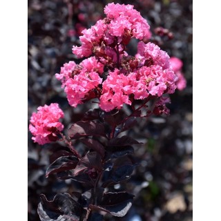 Lagerstroemia Black Diamond - MYSTIC MAGENTA purpurowe liście zjawiskowa