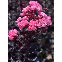 Lagerstroemia 'Black Diamond Mystic Magenta' (Lagerstroemia indica) sadzonka 30-50 cm
