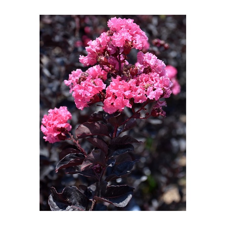 Lagerstroemia Black Diamond - MYSTIC MAGENTA purpurowe liście zjawiskowa