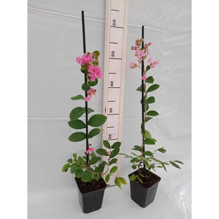 Lagerstroemia różowa kwitnie 120 dni w roku miododajna Bez Południa