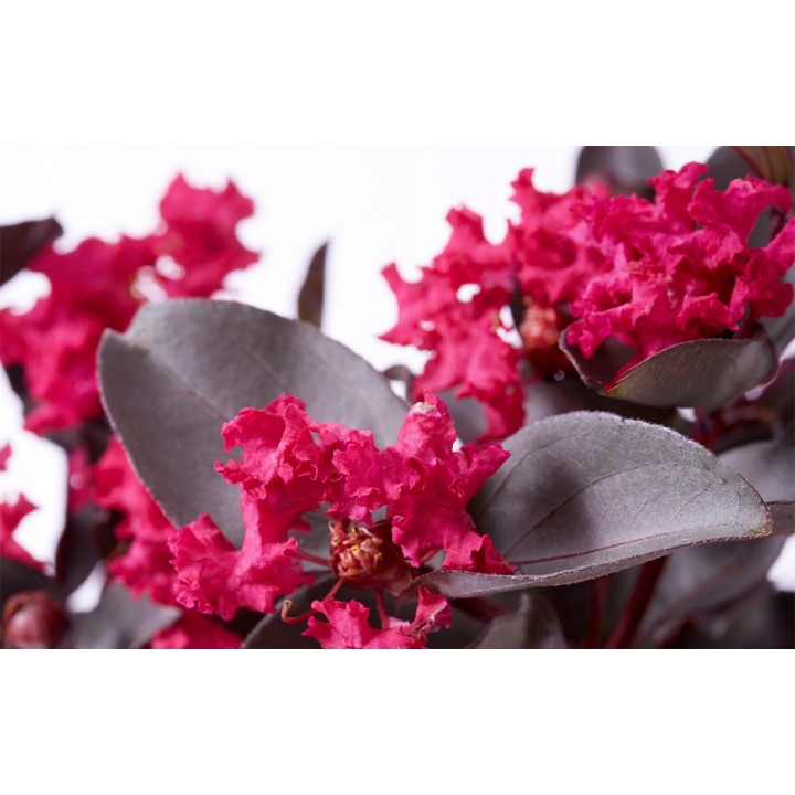 Lagerstroemia Black Diamond - MYSTIC MAGENTA purpurowe liście zjawiskowa