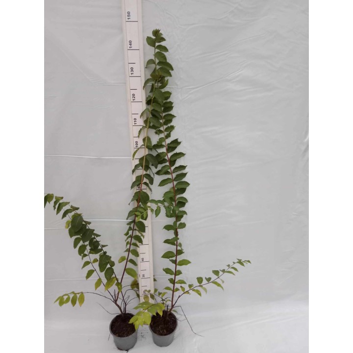 Lagerstroemia Sarah's favorite białe kwiaty Duża kwitnie 120 dni w roku! HIT