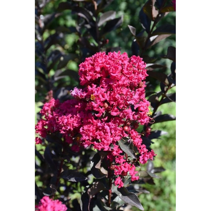 Lagerstroemia Black Diamond - MYSTIC MAGENTA purpurowe liście zjawiskowa