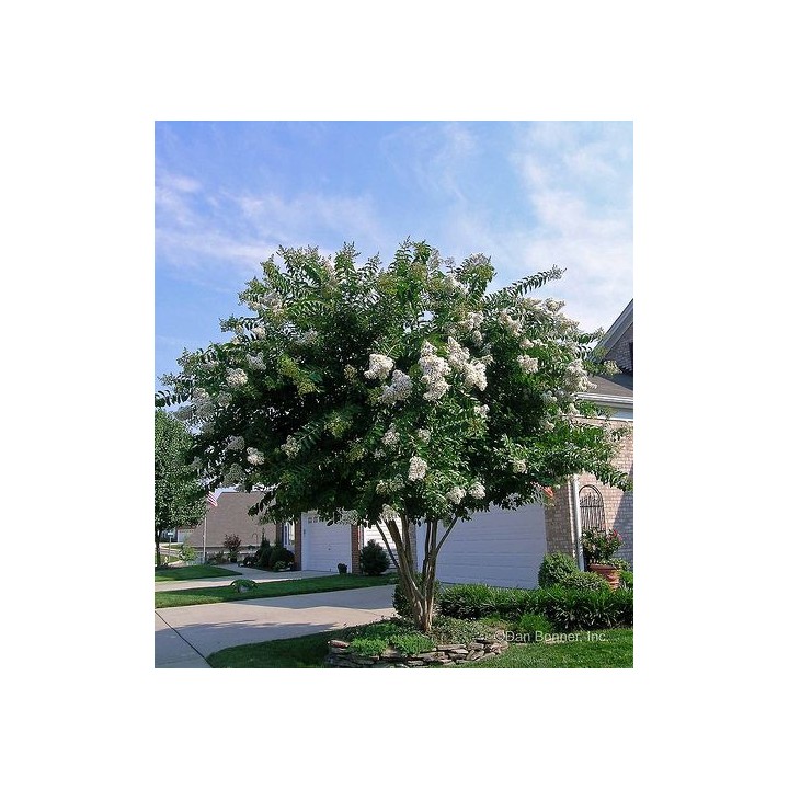 Lagerstroemia Sarah's favorite białe kwiaty Duża kwitnie 120 dni w roku! HIT