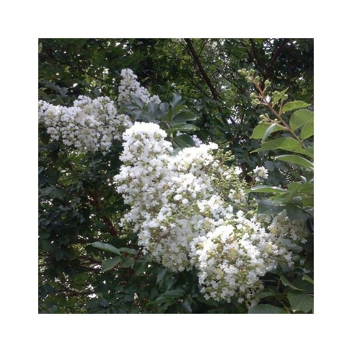 Lagerstroemia Sarah's favorite białe kwiaty Duża kwitnie 120 dni w roku! HIT