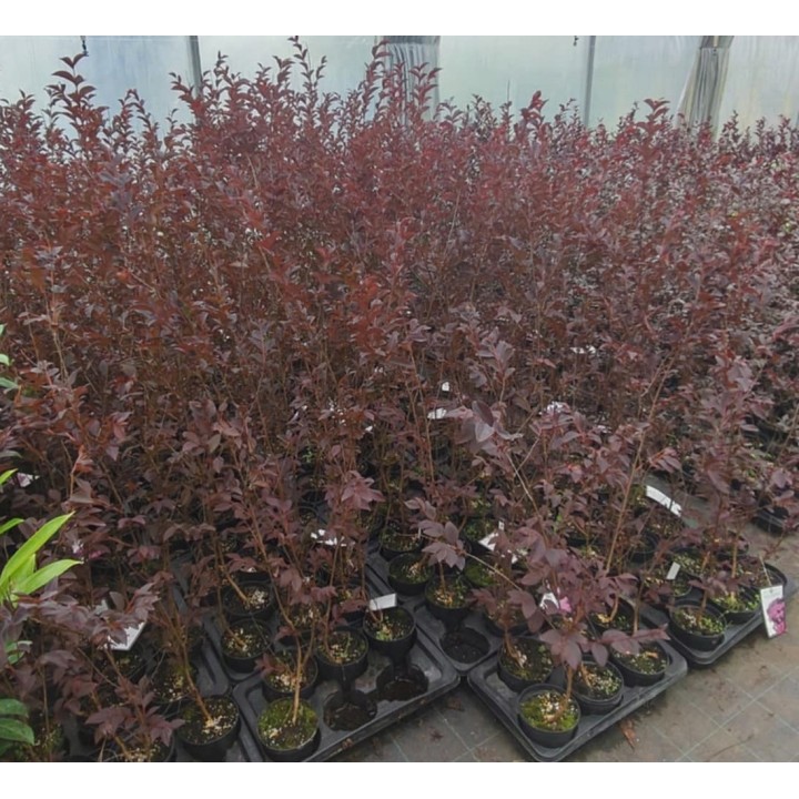 Lagerstroemia Black Diamond - MYSTIC MAGENTA purpurowe liście zjawiskowa
