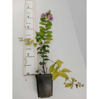 LAGERSTROEMIA INDYJSKA PŁOŻĄCA Strisciante Viola sadzonka p9