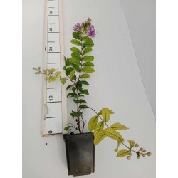 Lagerstroemia Strisciante Viola płożąca fioletowa sadzonka 30-40 cm, P9