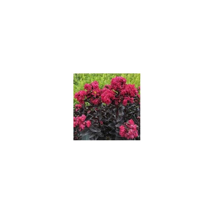 Lagerstroemia Black Diamond - MYSTIC MAGENTA purpurowe liście zjawiskowa