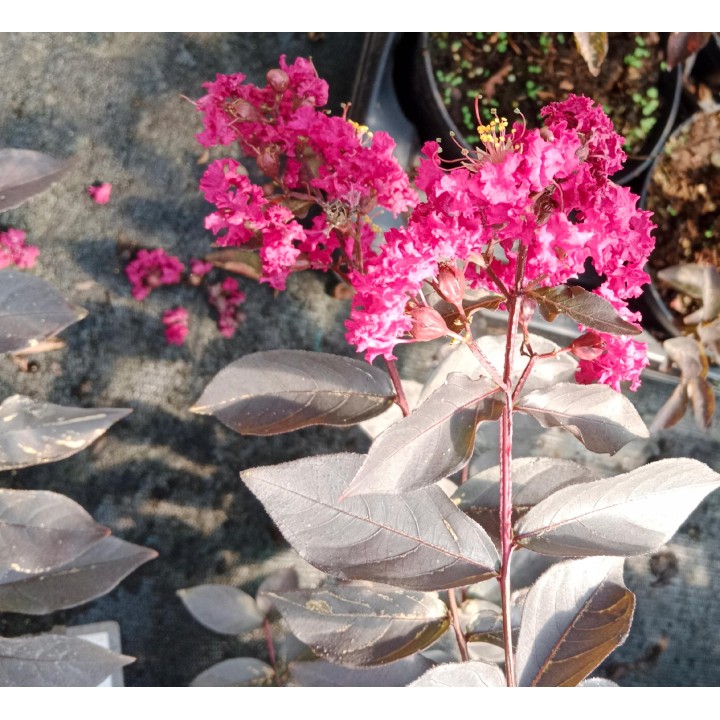 Lagerstroemia Black Diamond - MYSTIC MAGENTA purpurowe liście zjawiskowa