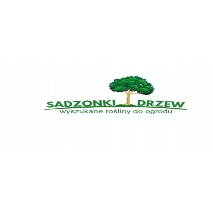 LAGERSTROEMIA INDYJSKA PŁOŻĄCA Strisciante Viola sadzonka p9