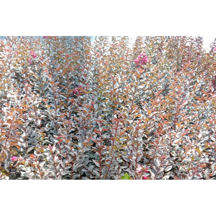 Lagerstroemia Black Diamond - MYSTIC MAGENTA purpurowe liście zjawiskowa