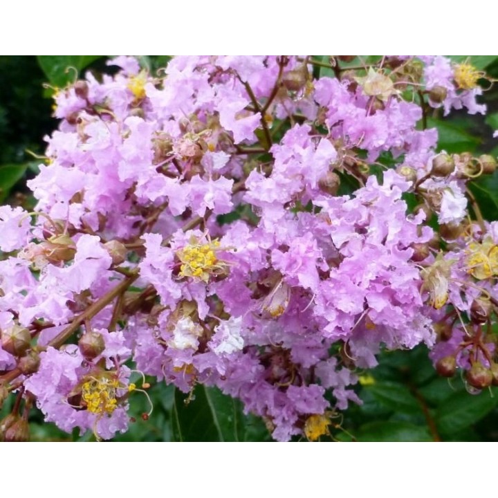 LAGERSTROEMIA INDYJSKA PŁOŻĄCA Strisciante Viola sadzonka p9