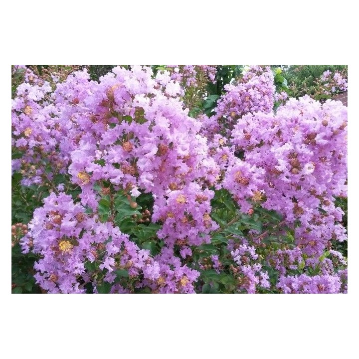LAGERSTROEMIA INDYJSKA PŁOŻĄCA Strisciante Viola sadzonka p9
