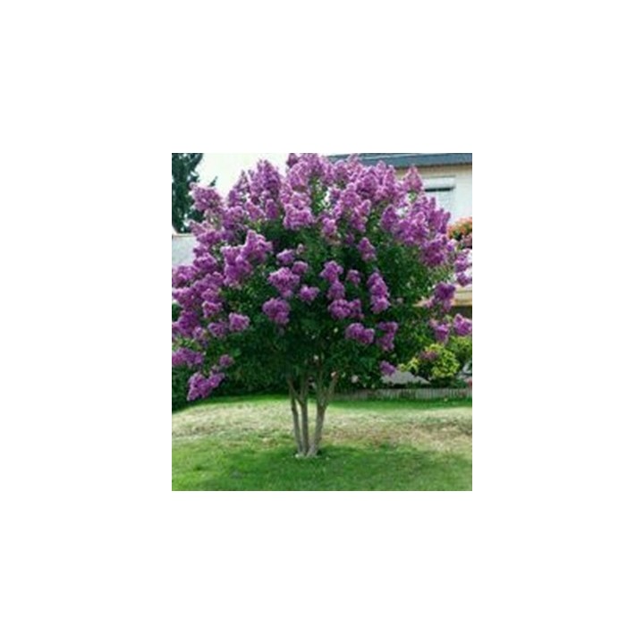 LAGERSTROEMIA INDYJSKA PŁOŻĄCA Strisciante Viola sadzonka p9