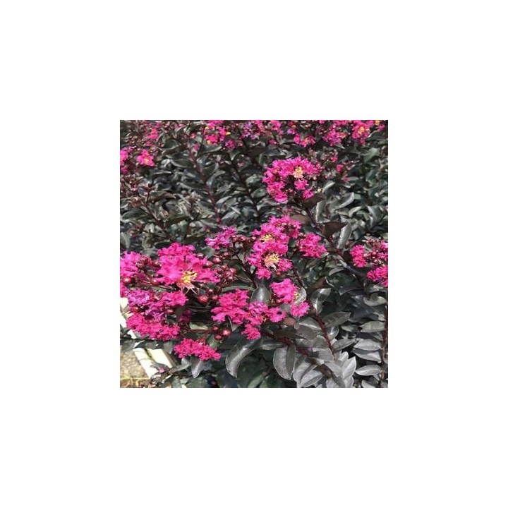 Lagerstroemia Black Diamond - MYSTIC MAGENTA purpurowe liście zjawiskowa