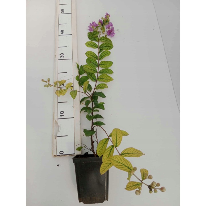 LAGERSTROEMIA INDYJSKA PŁOŻĄCA Strisciante Viola sadzonka p9