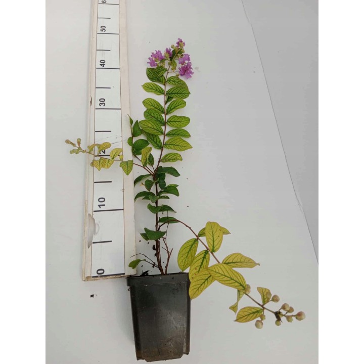 LAGERSTROEMIA INDYJSKA PŁOŻĄCA Strisciante Viola sadzonka p9