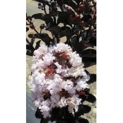 Lagerstroemia 'Black Diamond Blush' jasnoróżowa wys. 90-120 cm