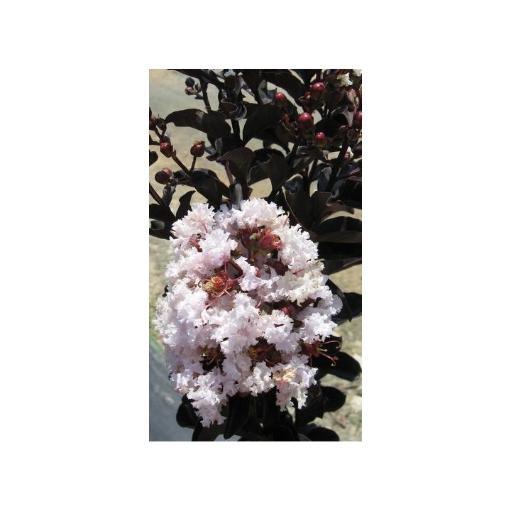 Lagerstroemia Black Diamond - BLUSH zjawiskowa roślina do ogrodu