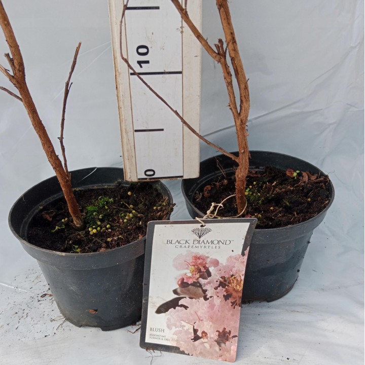 Lagerstroemia Black Diamond - BLUSH zjawiskowa roślina do ogrodu