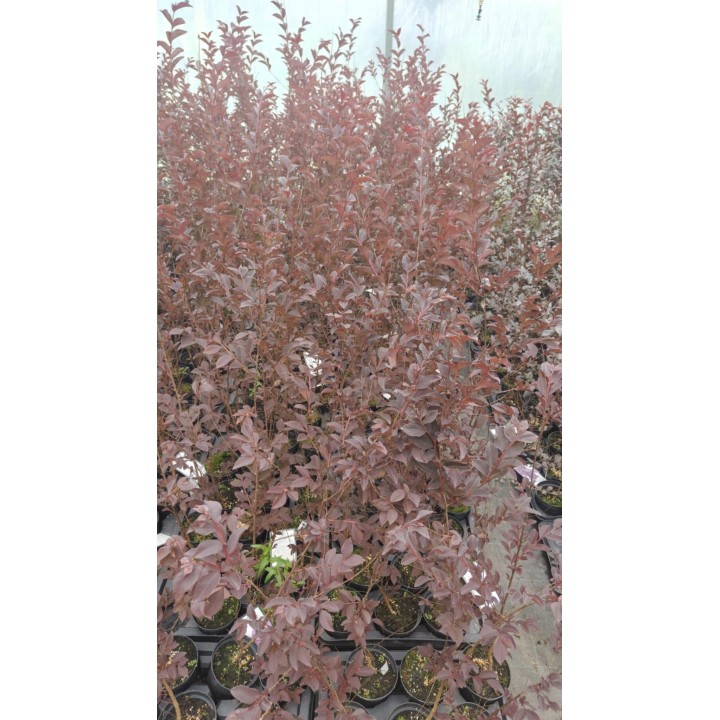Lagerstroemia Black Diamond - BLUSH zjawiskowa roślina do ogrodu