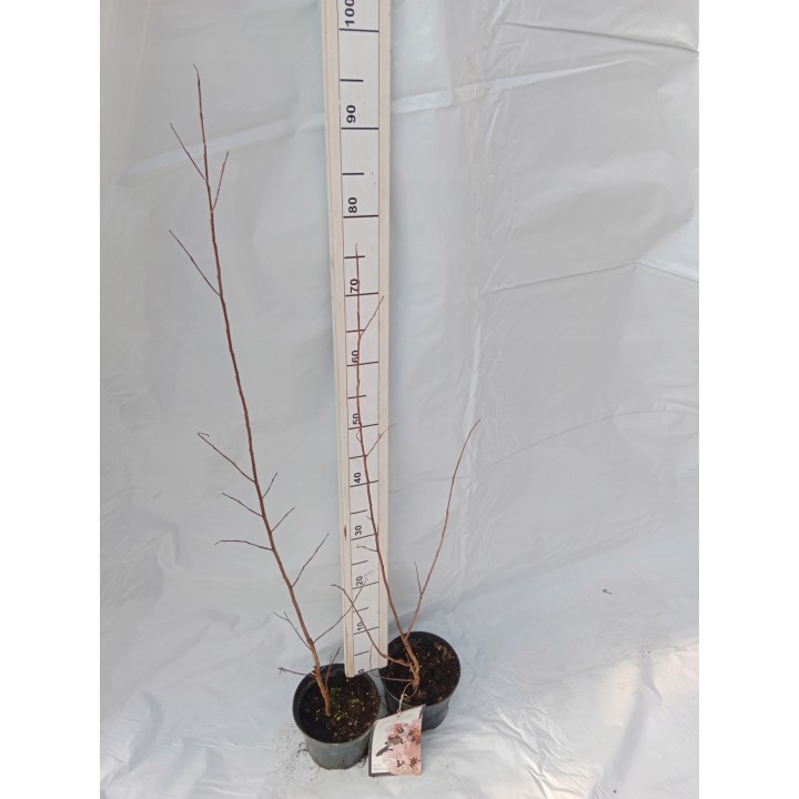 Lagerstroemia Black Diamond - BLUSH zjawiskowa roślina do ogrodu