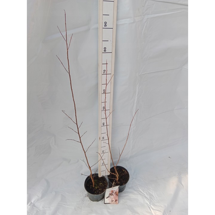 Lagerstroemia Black Diamond - BLUSH zjawiskowa roślina do ogrodu