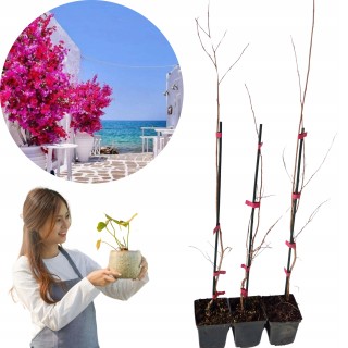 Lagerstroemia indyjska Rosea Nova sadzonki BEZ INDYJSKI różowa