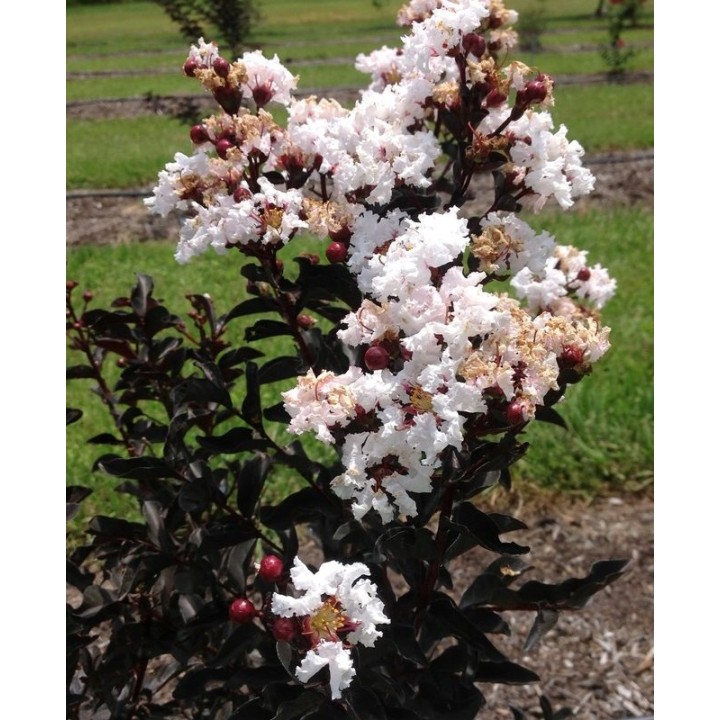 Lagerstroemia Black Diamond - BLUSH zjawiskowa roślina do ogrodu
