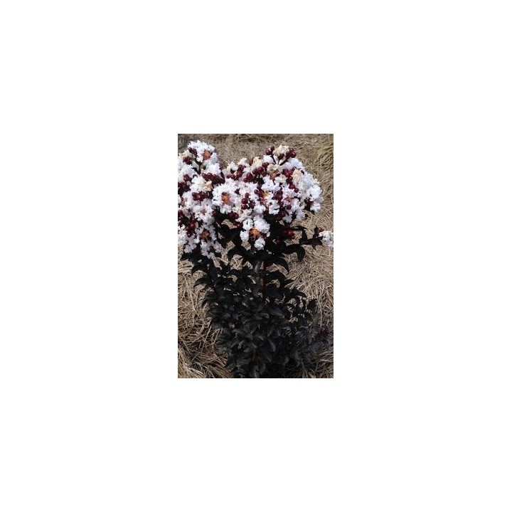Lagerstroemia Black Diamond - BLUSH zjawiskowa roślina do ogrodu