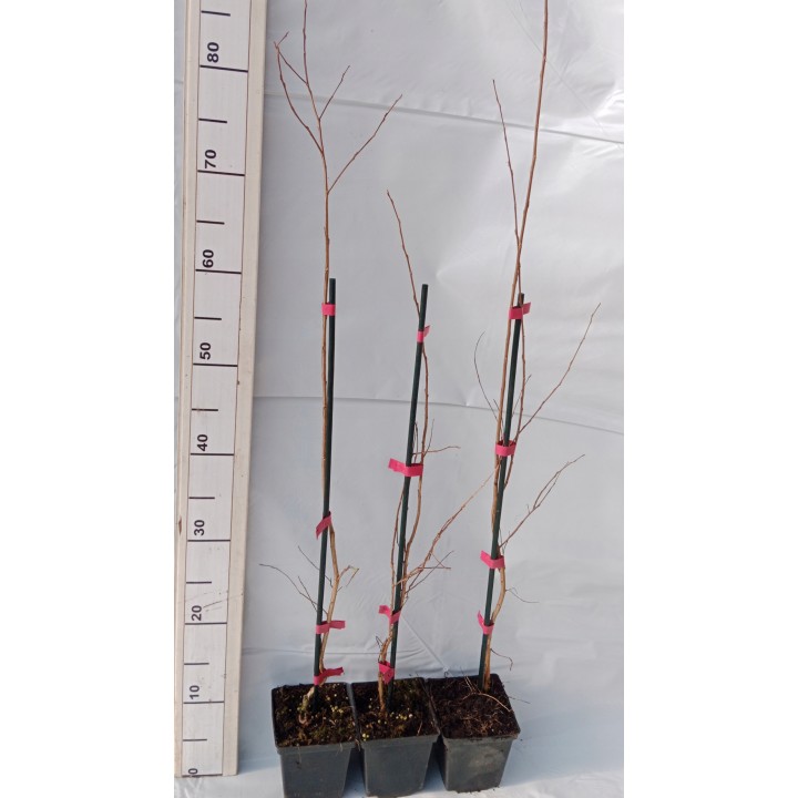 Lagerstroemia indyjska Rosea Nova sadzonki BEZ INDYJSKI różowa