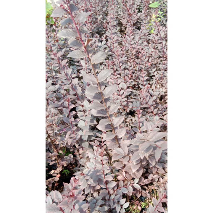 Lagerstroemia Black Diamond - BLUSH zjawiskowa roślina do ogrodu