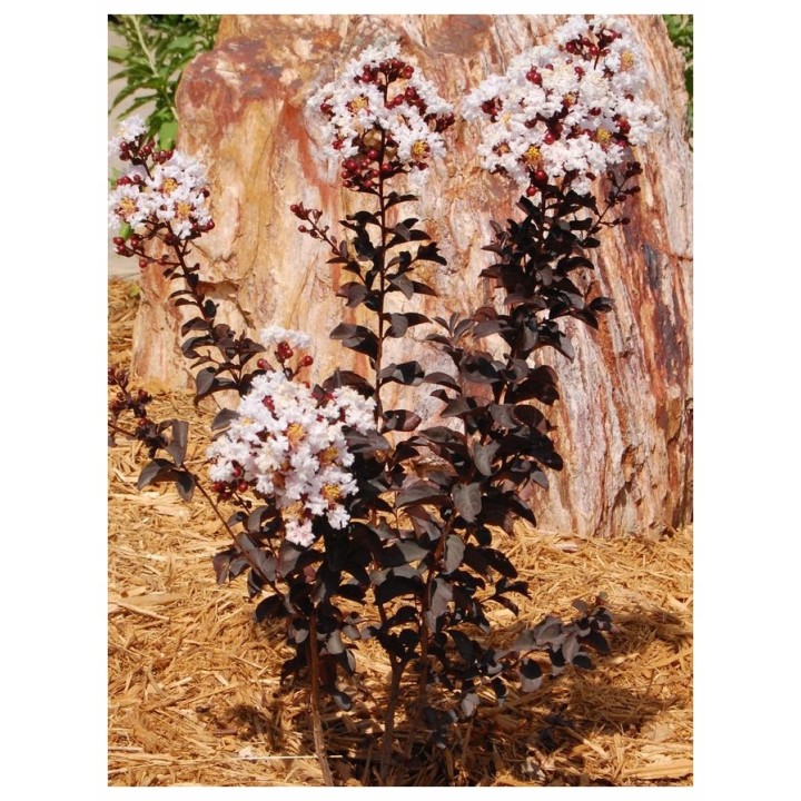 Lagerstroemia Black Diamond - BLUSH zjawiskowa roślina do ogrodu