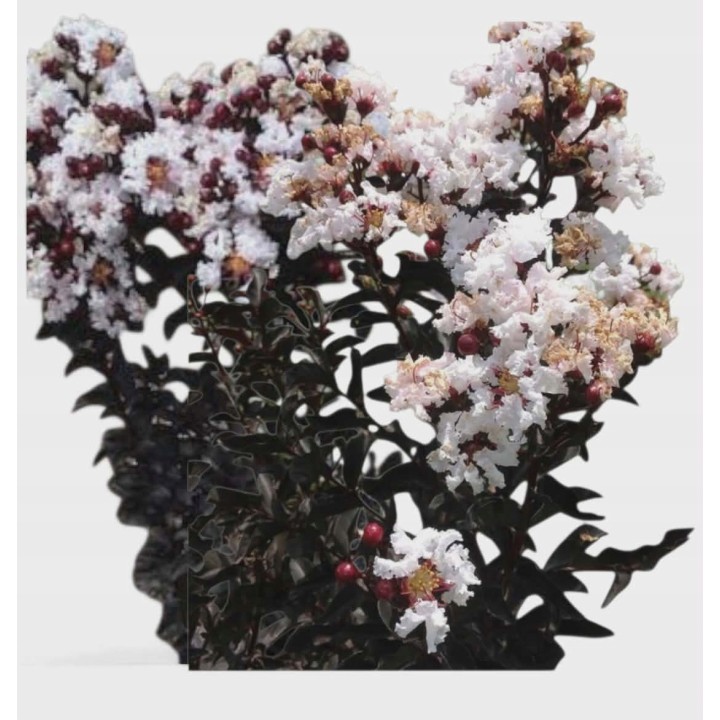 Lagerstroemia Black Diamond - BLUSH zjawiskowa roślina do ogrodu