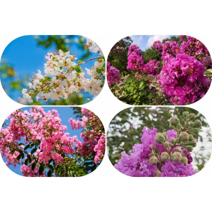 Lagerstroemia indyjska Rosea Nova sadzonki BEZ INDYJSKI różowa