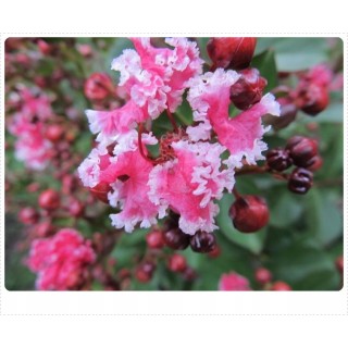 Lagerstroemia indyjska różowa z białą obwódką długo kwitnąca Bez Południa