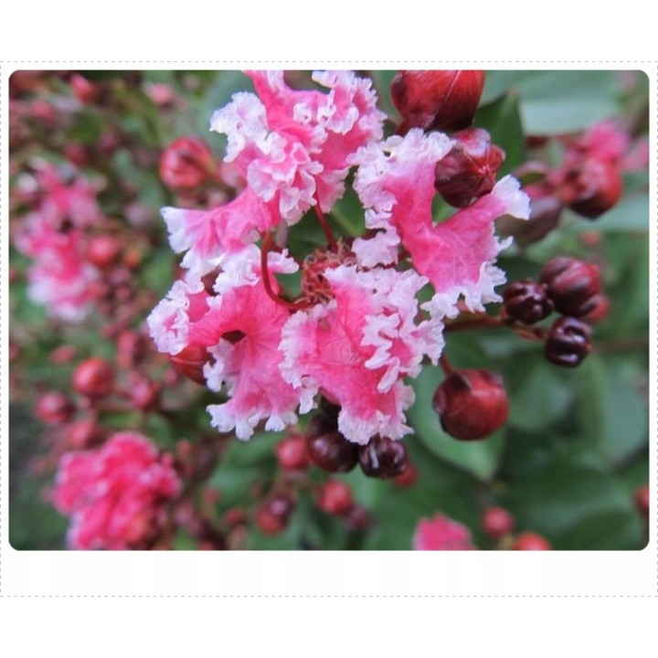 Lagerstroemia indyjska różowa z białą obwódką długo kwitnąca Bez Południa