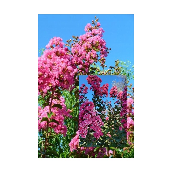 Lagerstroemia indyjska Rosea Nova sadzonki BEZ INDYJSKI różowa