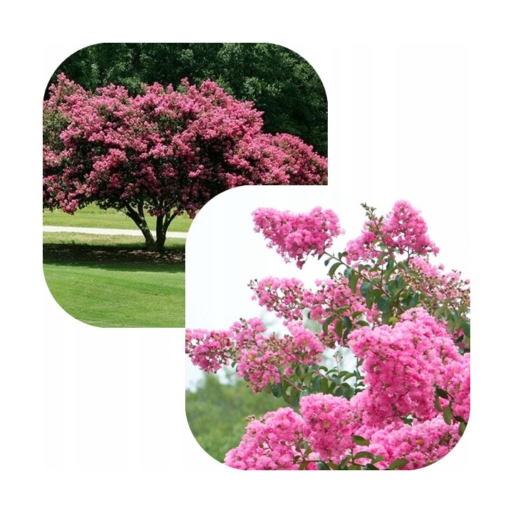 Lagerstroemia indyjska Rosea Nova sadzonki BEZ INDYJSKI różowa