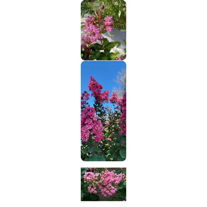 Lagerstroemia indyjska Rosea Nova sadzonki BEZ INDYJSKI różowa