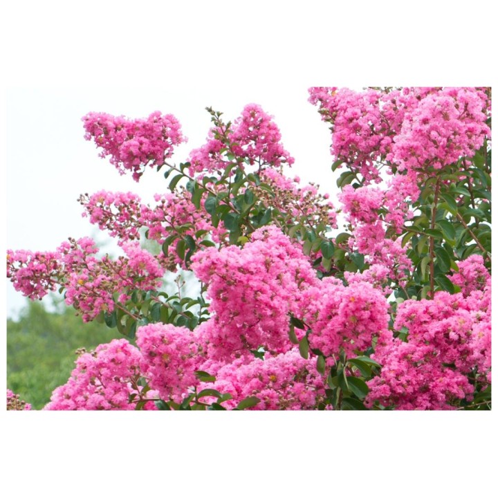 Lagerstroemia indyjska Rosea Nova sadzonki BEZ INDYJSKI różowa