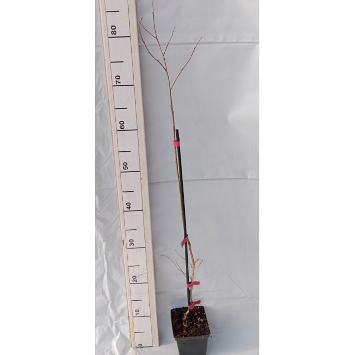 Lagerstroemia indyjska Rosea Nova sadzonki BEZ INDYJSKI różowa