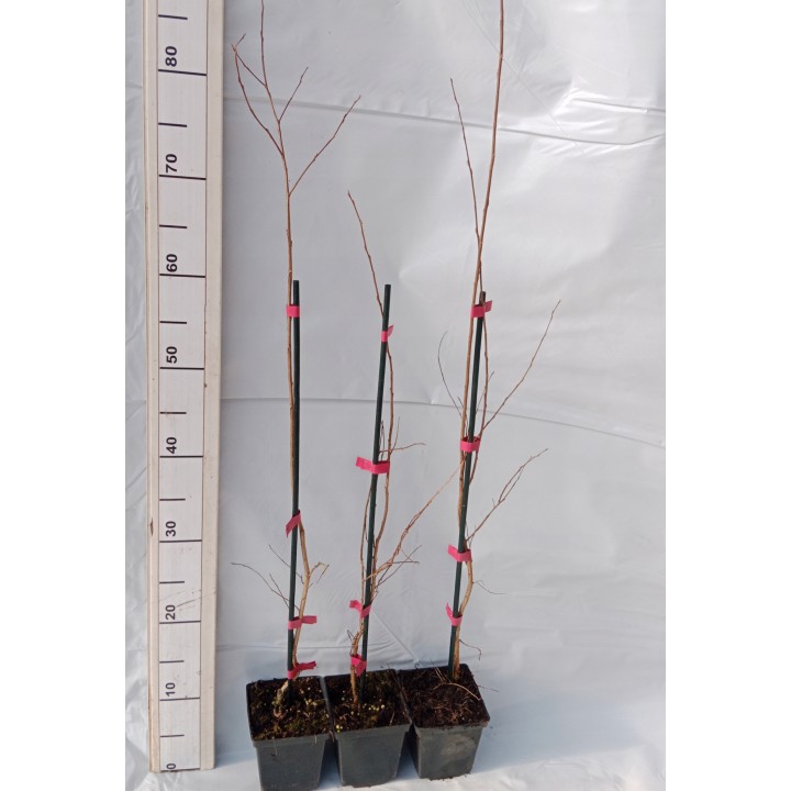 Lagerstroemia indyjska Rosea Nova sadzonki BEZ INDYJSKI różowa