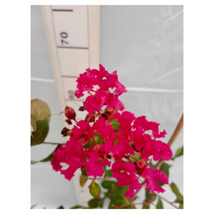 Lagerstroemia indyjska czerwona Kwitnie 120 dni sadzonka