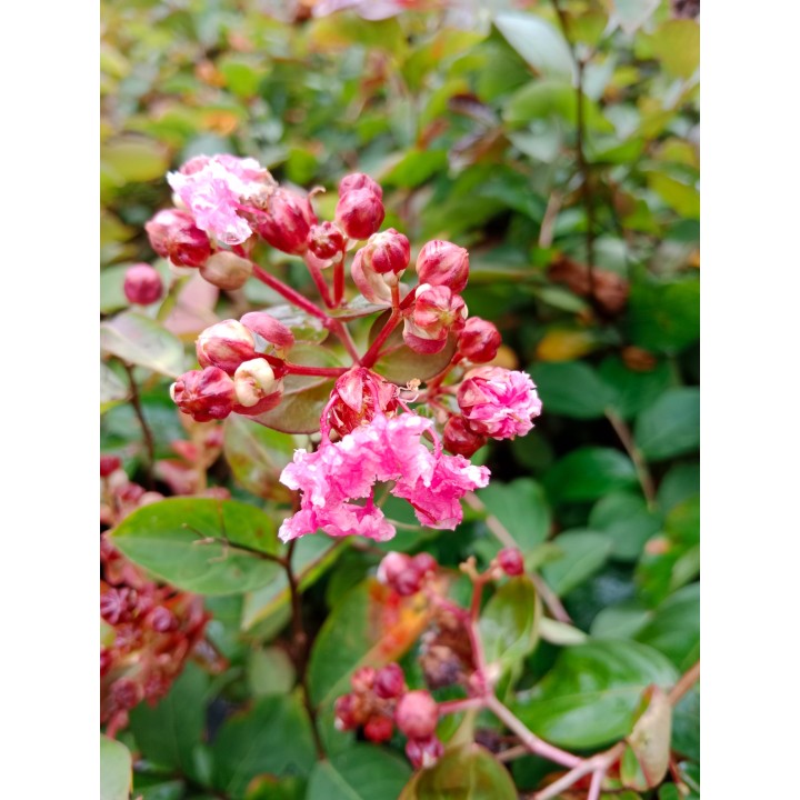 Lagerstroemia indyjska różowa z białą obwódką długo kwitnąca Bez Południa