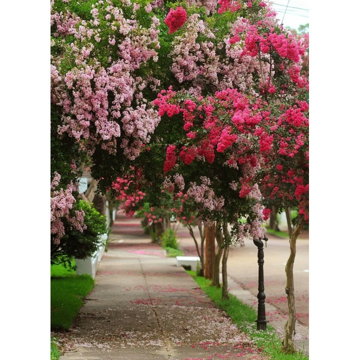 Lagerstroemia indyjska Rosea Nova sadzonki BEZ INDYJSKI różowa