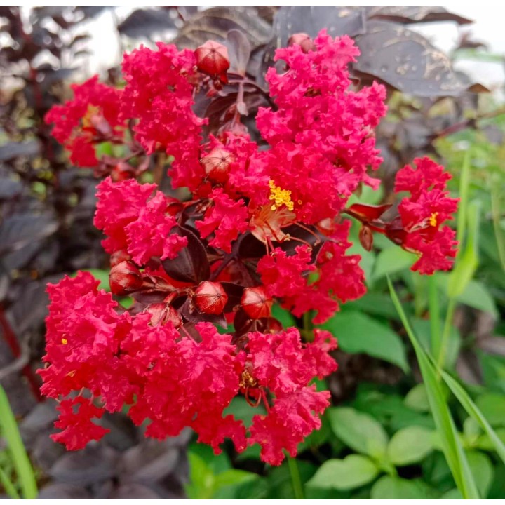 Lagerstroemia indyjska czerwona Kwitnie 120 dni sadzonka