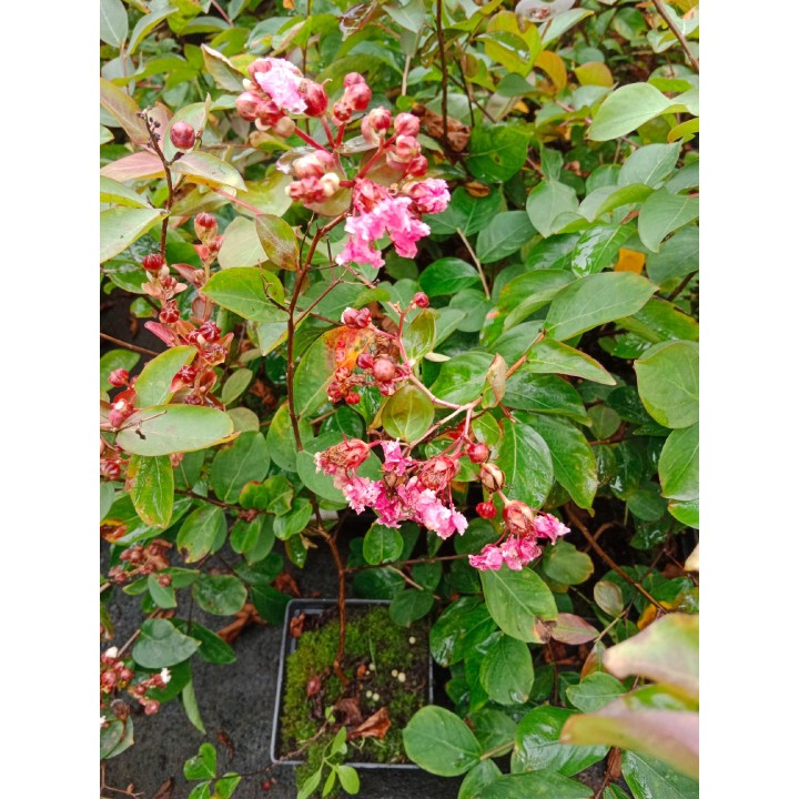 Lagerstroemia indyjska różowa z białą obwódką długo kwitnąca Bez Południa